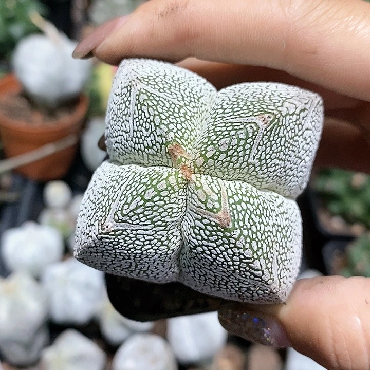 花花草草花花草草
