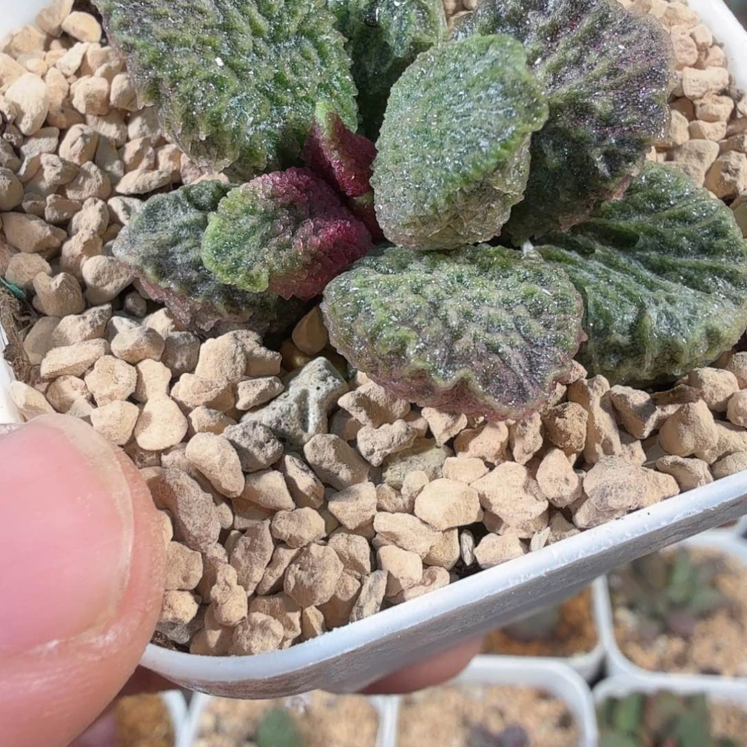 美***指大鱼海棠