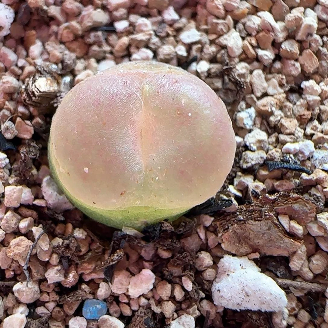 熬****-1.12.88/多啦的大屁股登/多肉植物