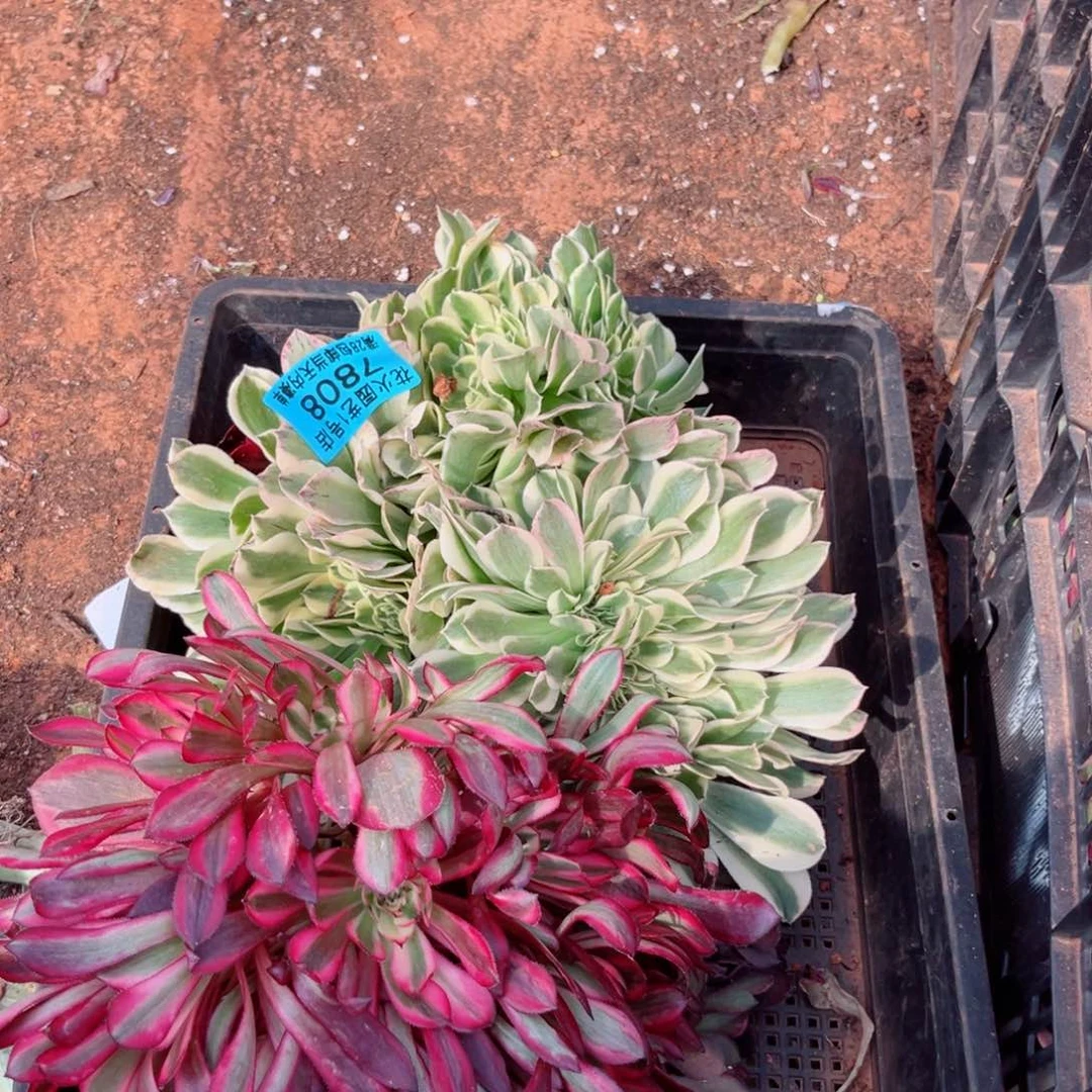 组合7808多肉植物