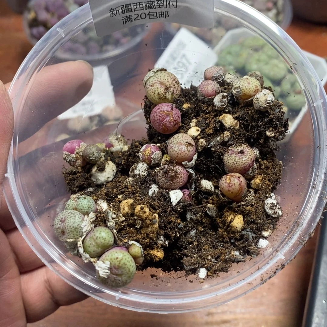 哈***Q多肉蛋炒饭感谢您相伴398