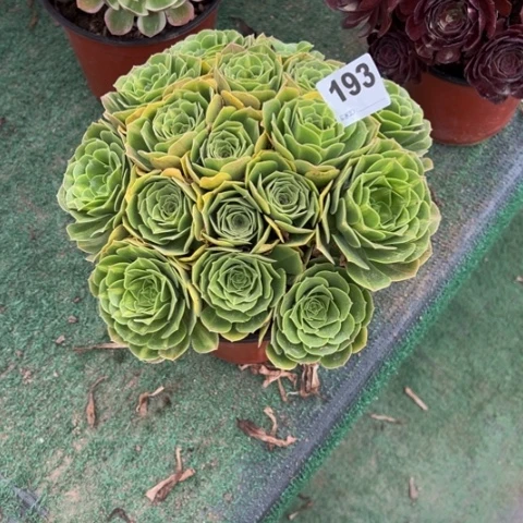 @***姐193翡翠琉璃朵朵多肉