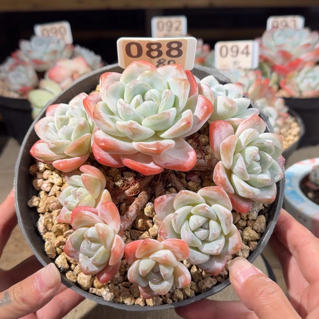 088号爬地群老桩冰玉8头