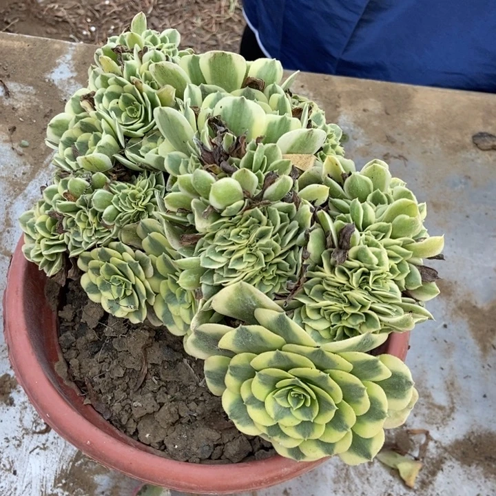 元***子031迈巴赫卖菜的迈巴赫卖菜的