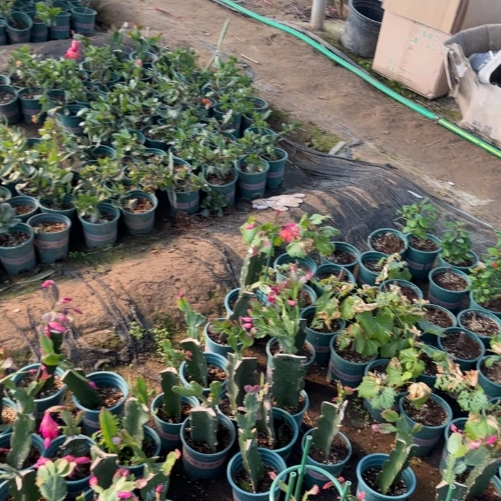 枫***硕20号083红00000000