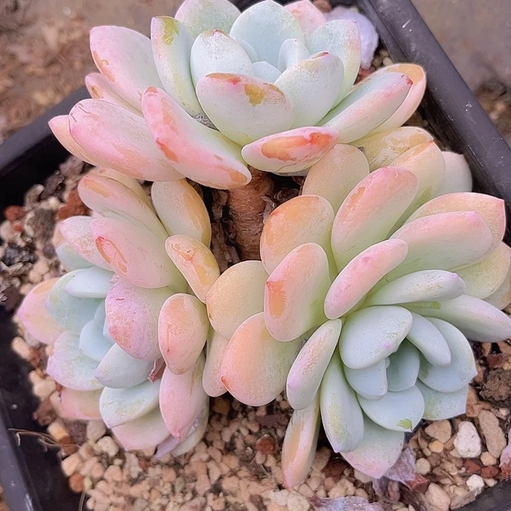 冷香25180多肉植物