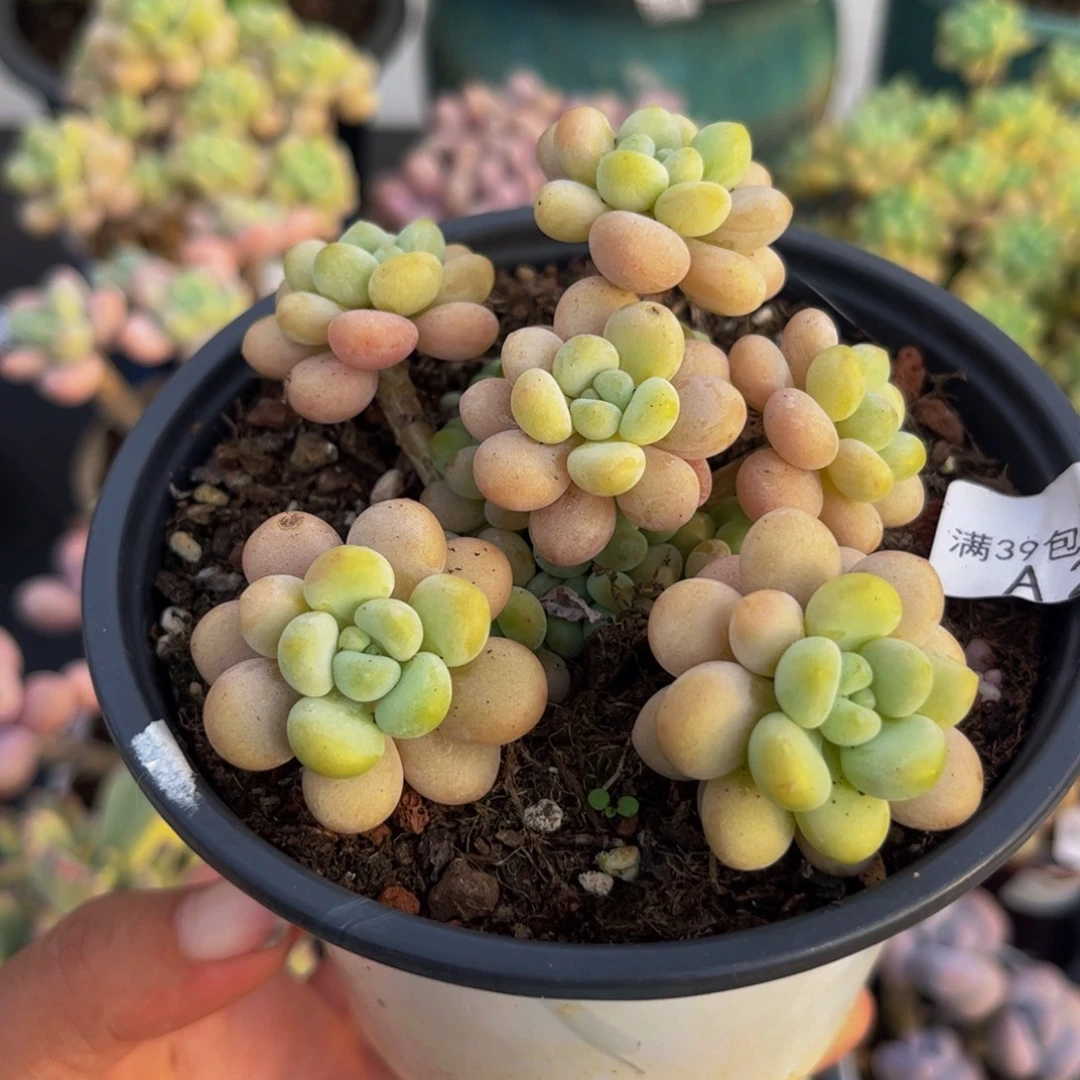 2274洛可可7cm多肉