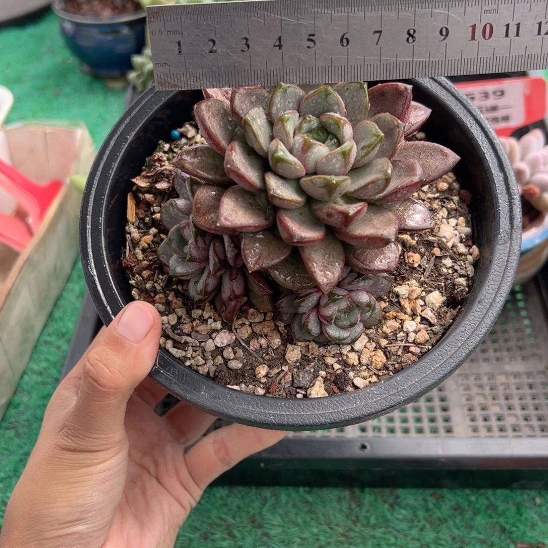 表妹精品多肉植物615.