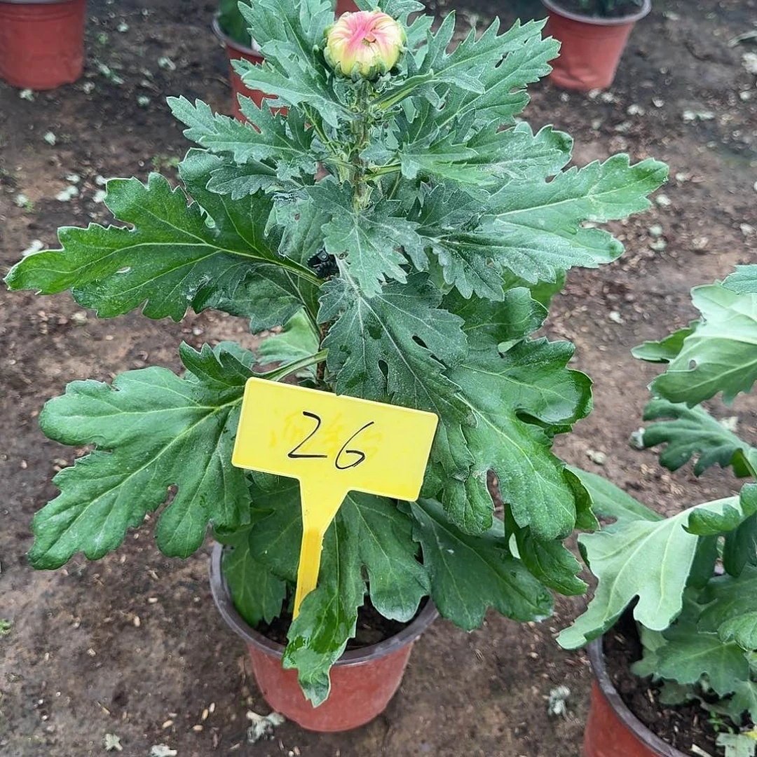 双***缘大部分花苞少量开放26香风