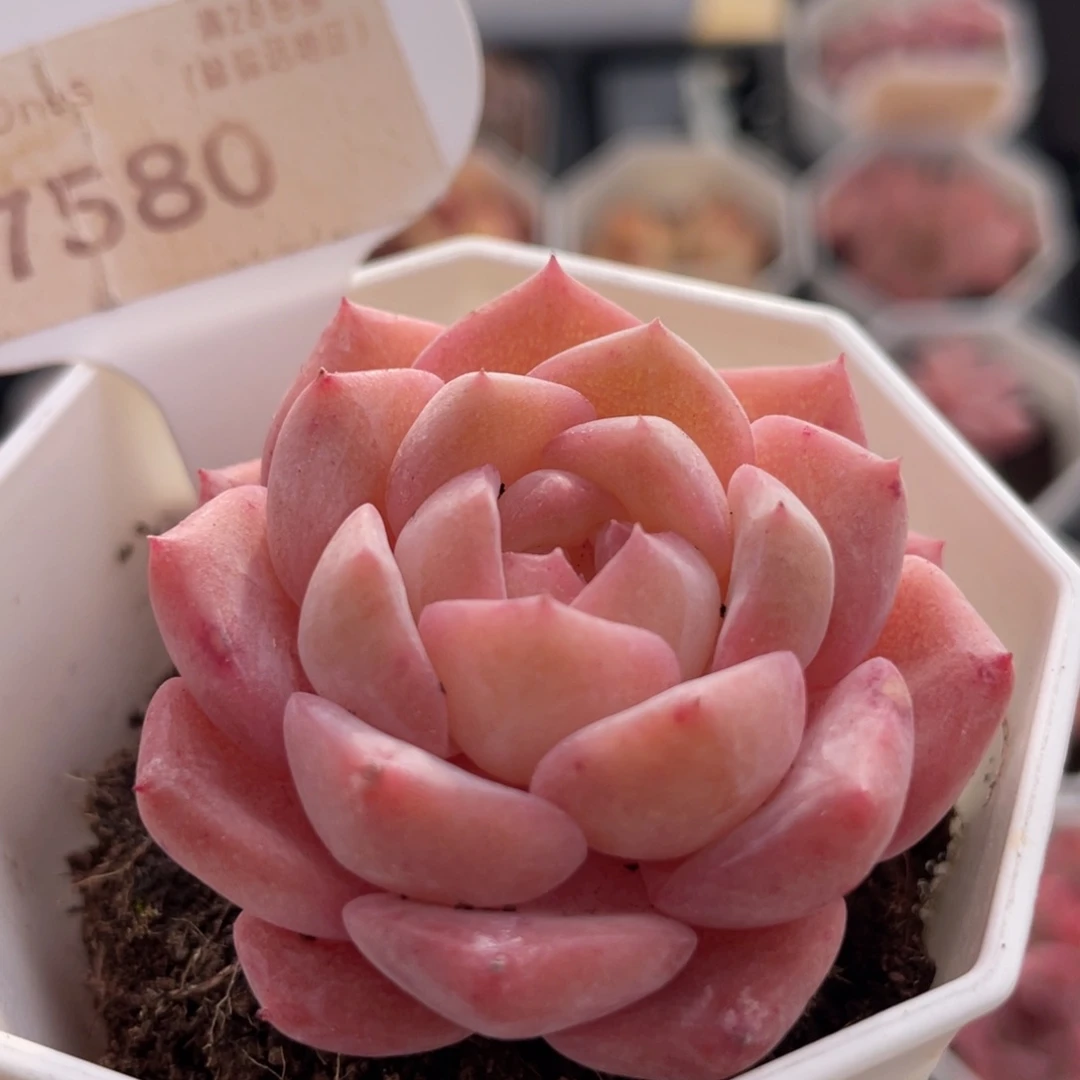 草莓果酱7580-5.0厘米