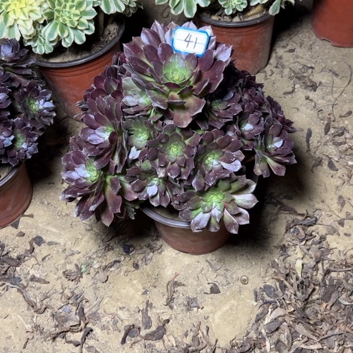 多肉植物黑魔法师41