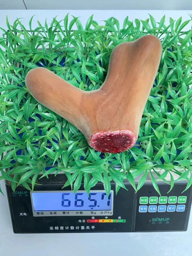 东北鹿茸整枝鲜鹿茸(直播间自选）