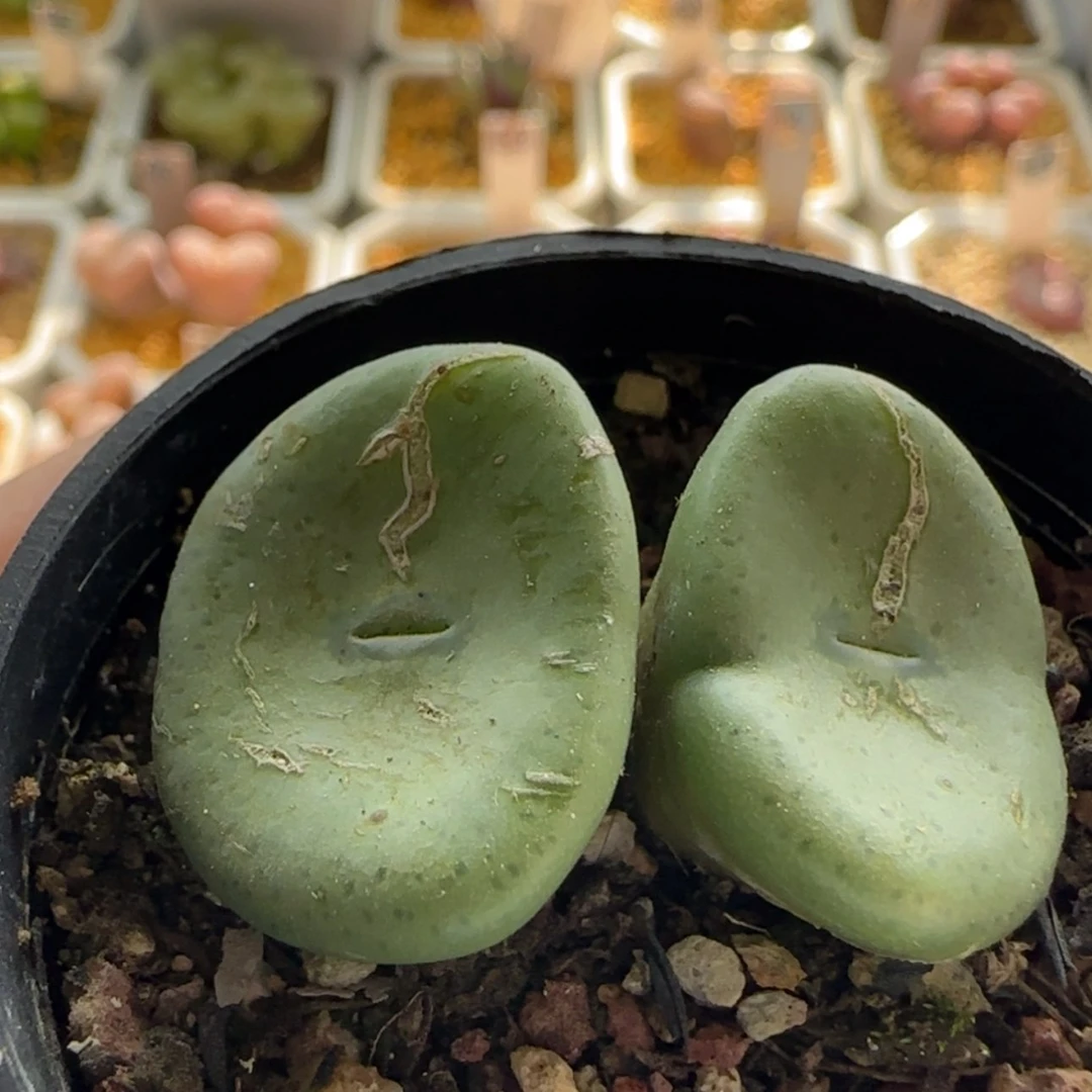 【闪购商品】1320酒杯肉锥当天28包邮非偏远