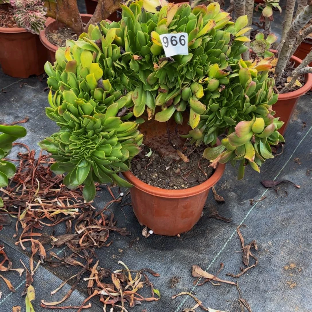 黑***使多肉植物香炉盘缀966