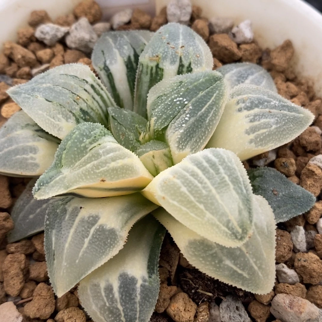 185实生磨面锦一物一拍