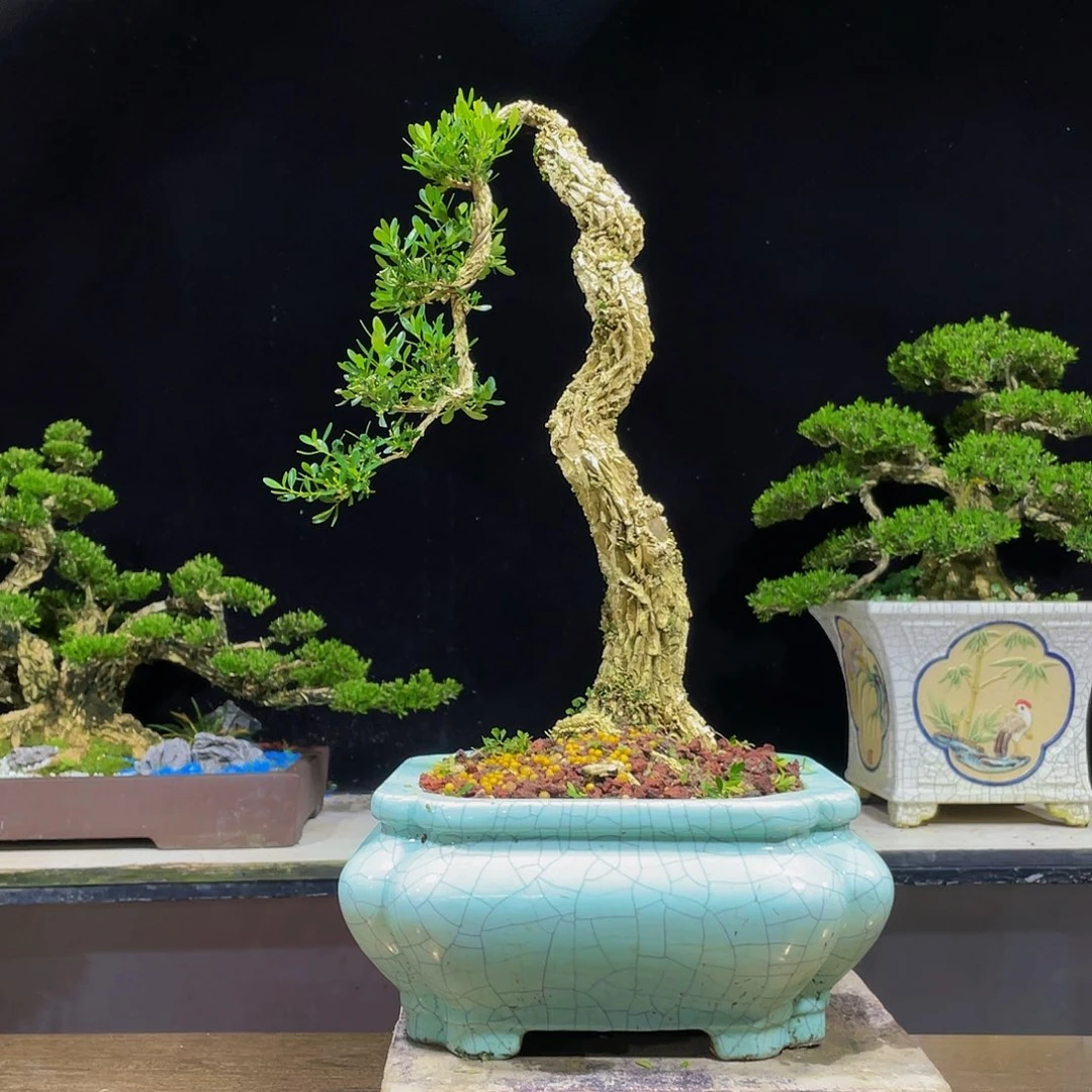 翔***哥黄杨盆景四季常青
