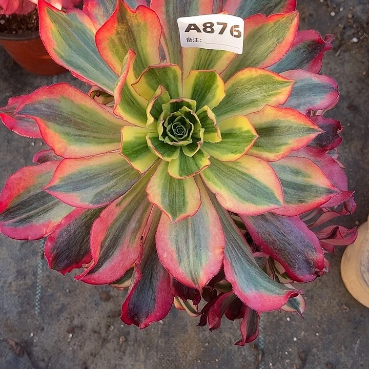诚***人876魅影手捧法师多肉植物