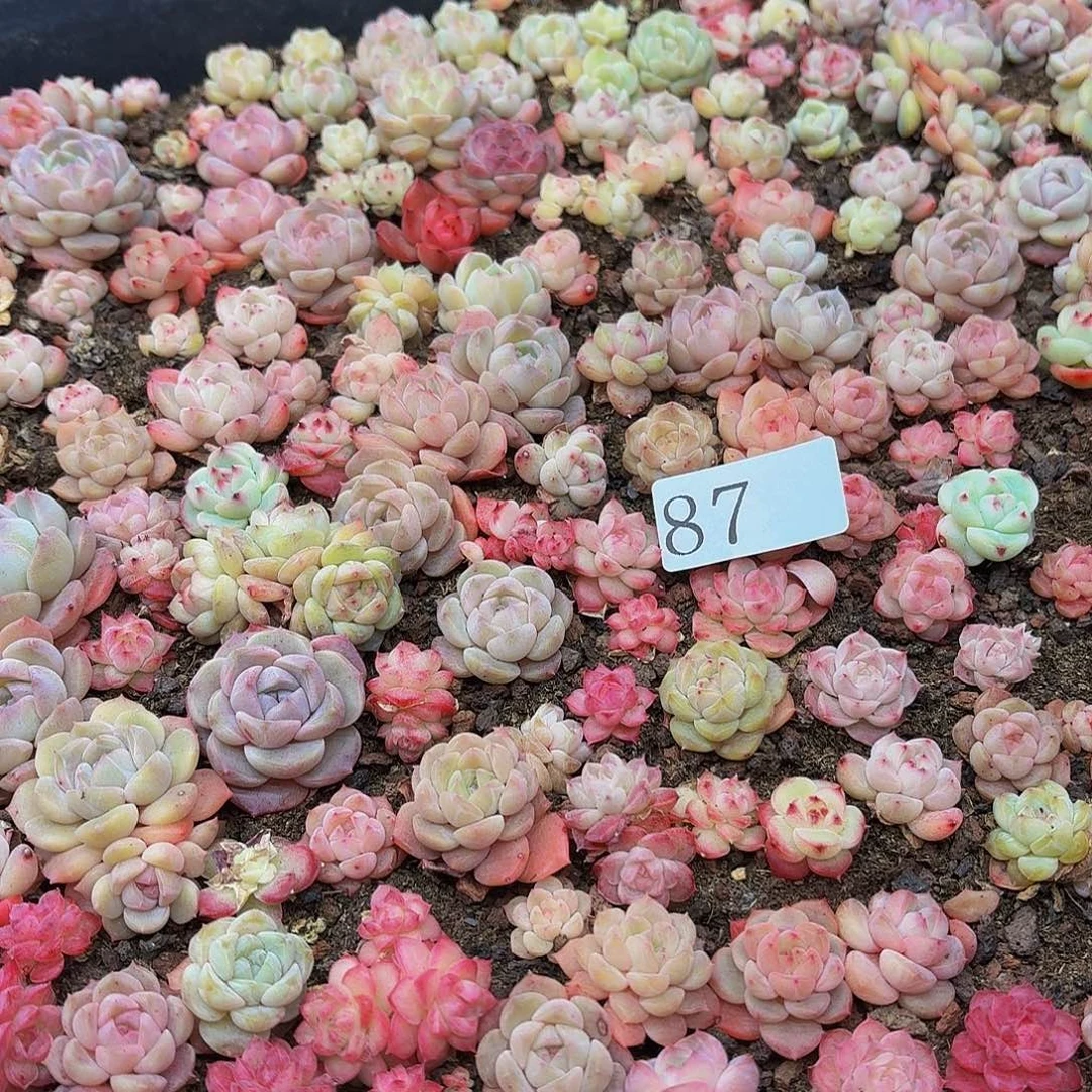 玲*多肉植物多肉植物87