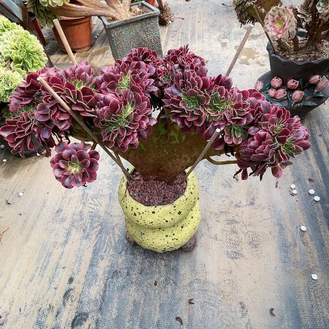 【闪购商品】无花朵H**J美杜莎