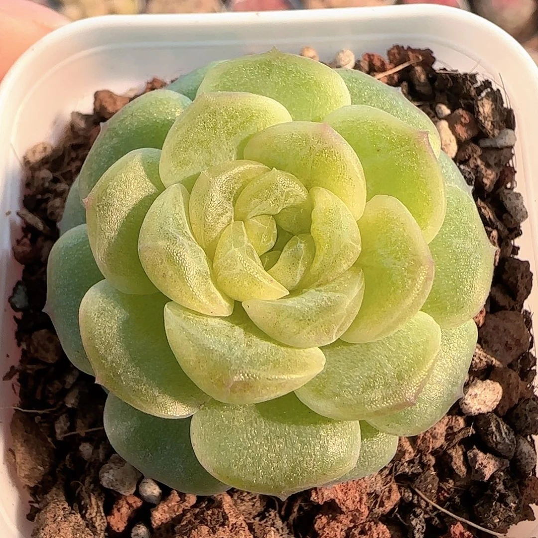 多肉1207-242无尽灯