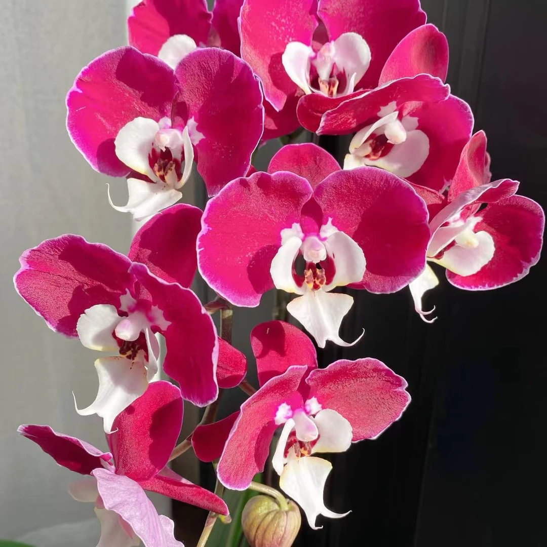 米歇尔蝴蝶兰大花蜡质花直播间专属链接