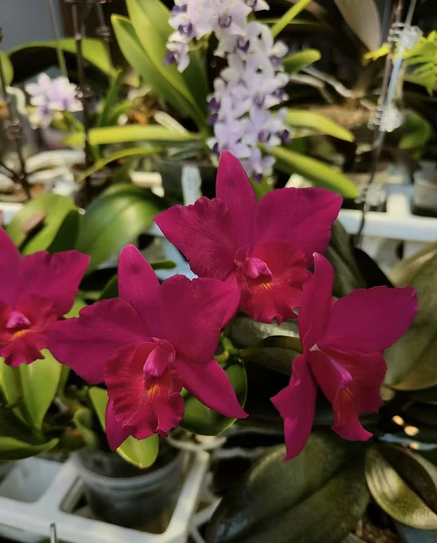 红苹果卡特兰（苗）不售后   原盆原土好养花期长 云南鲜花绿植