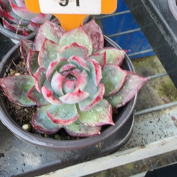 91 惊鸿仙子多肉植物6-9cm