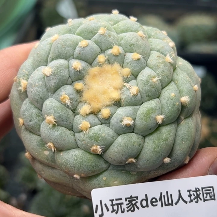 L****s161可节后发货 可帮发根