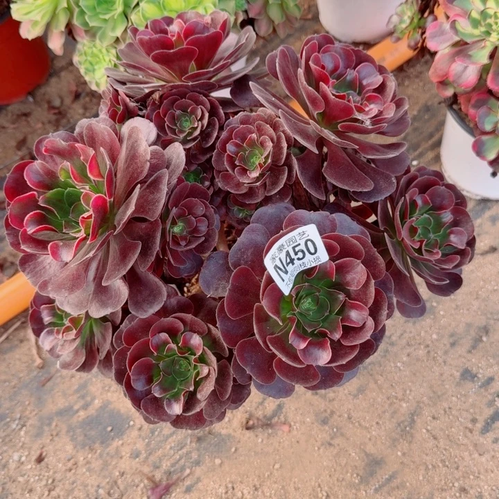 450爱神官服30左右2