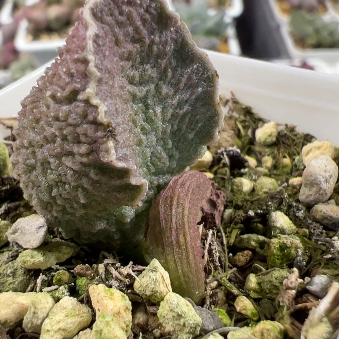 实生新品大苗多肉植物水泡