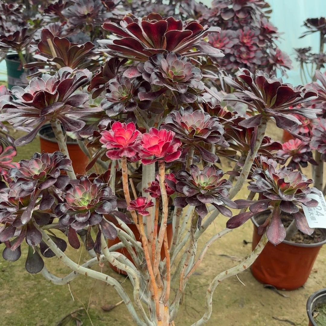 124丽娜中斑多肉植物