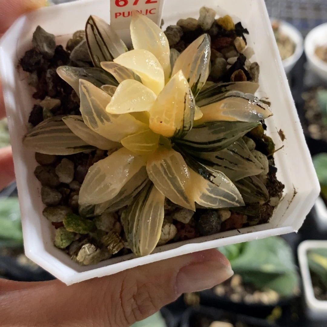 672西瓜寿锦福利价