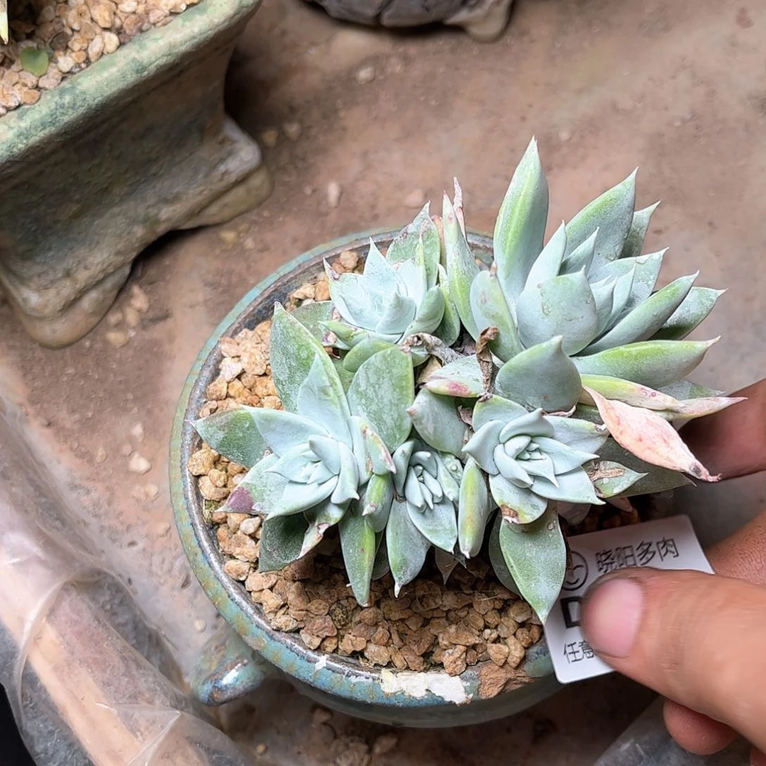 6459大花朵杂交多肉