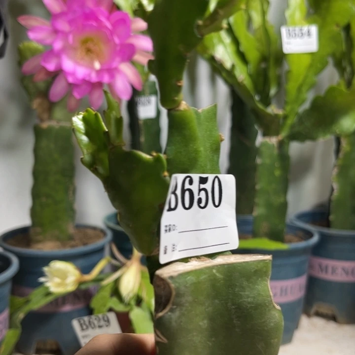 当前无花栽培后可以开花650