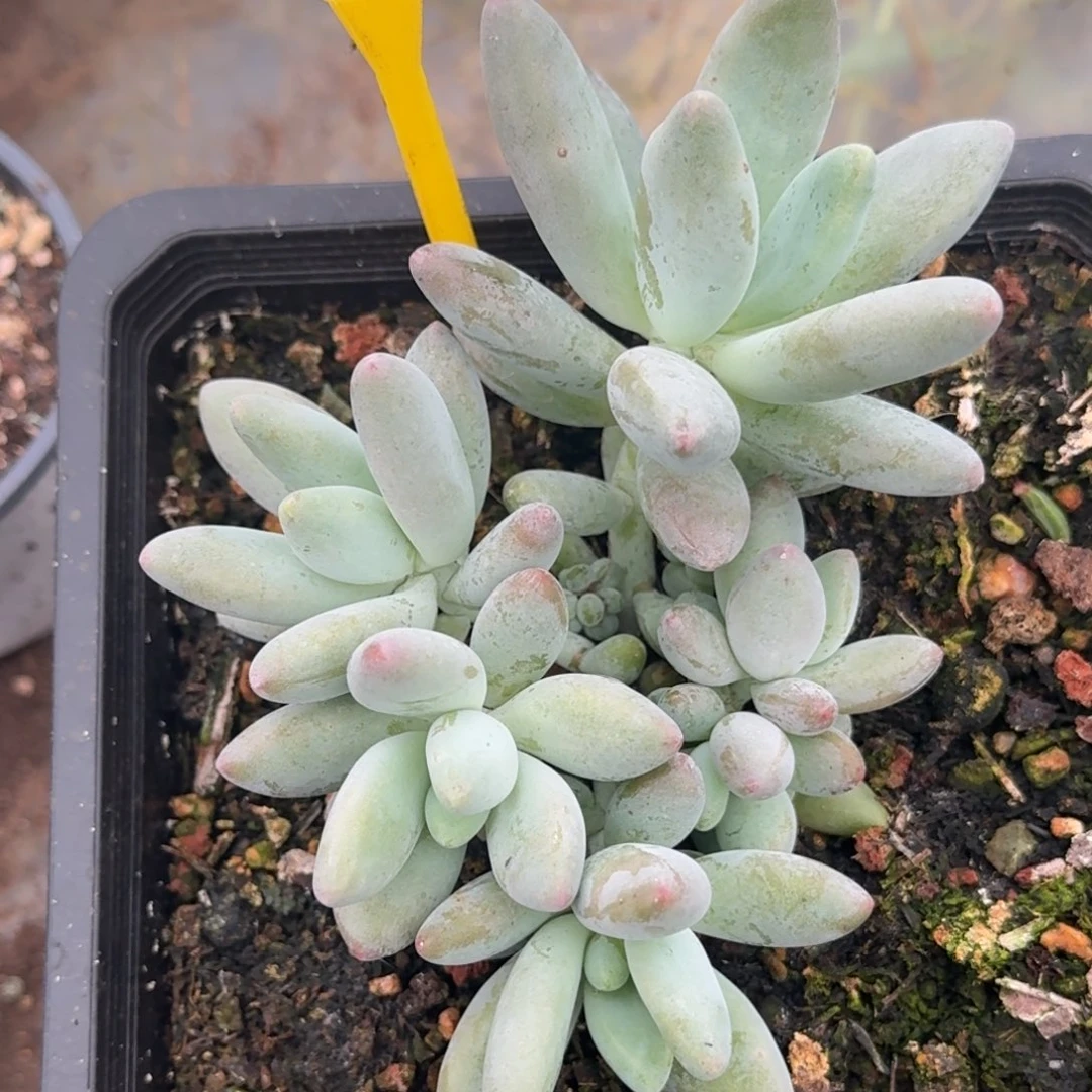 白兰地多肉植物897