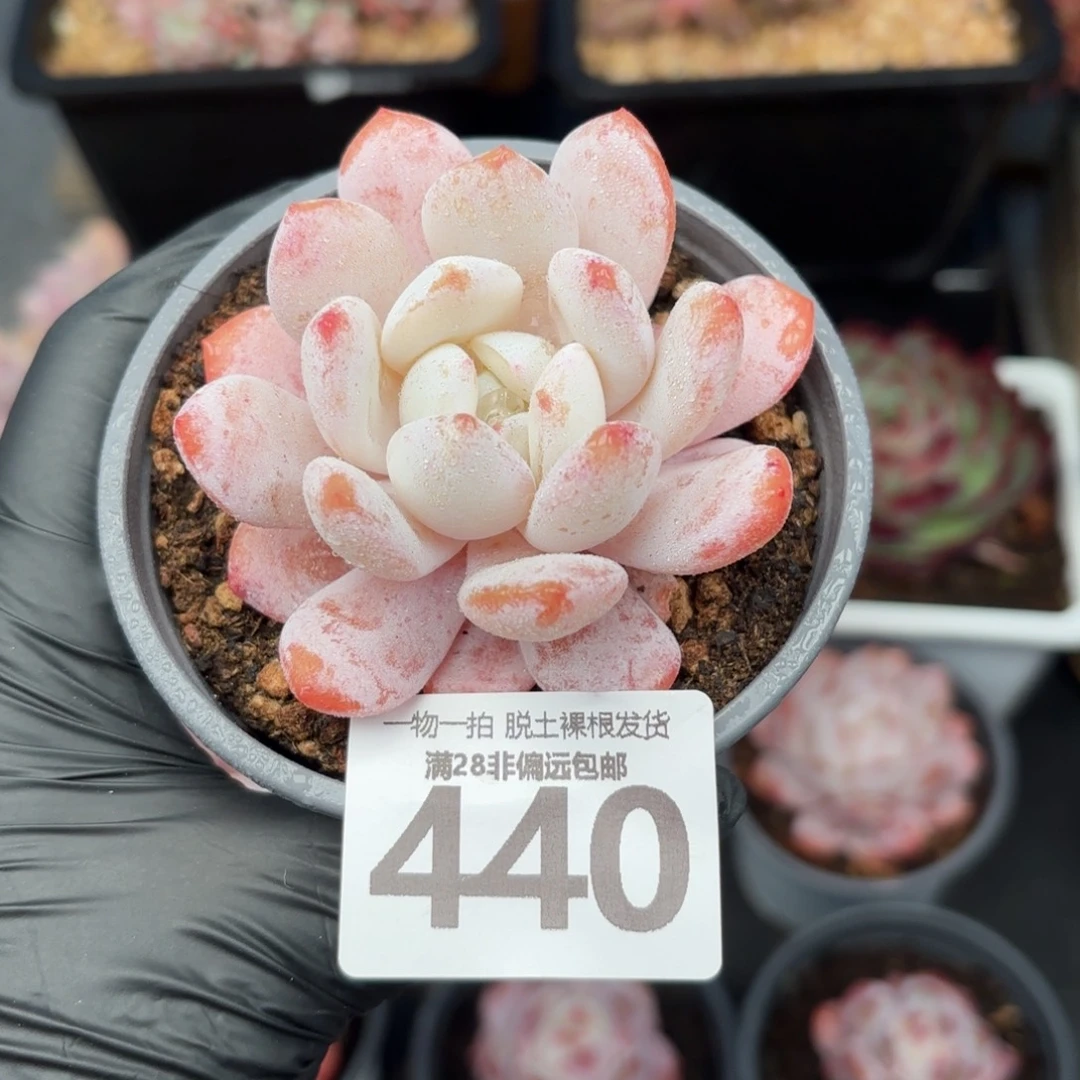 雪橙单头无盆土发货