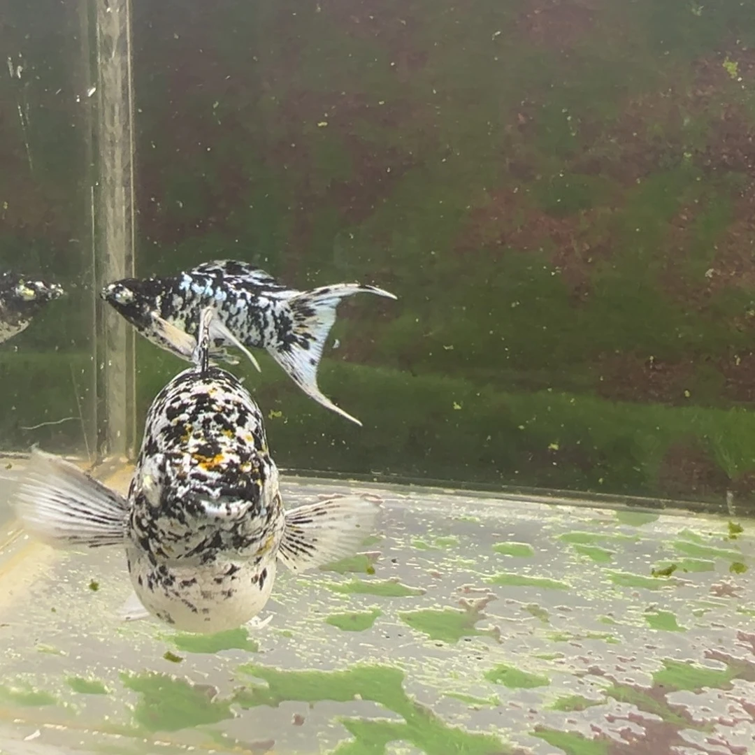 黑玛丽鱼奶牛三色。    种鱼一对