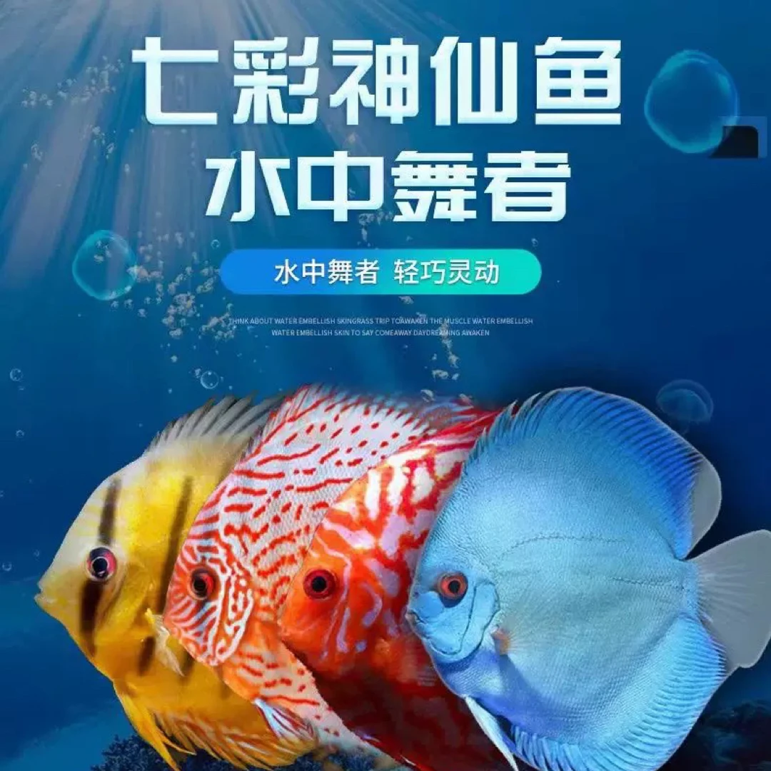 七彩神仙鱼热带鱼