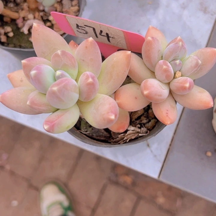 健健康康平平安安