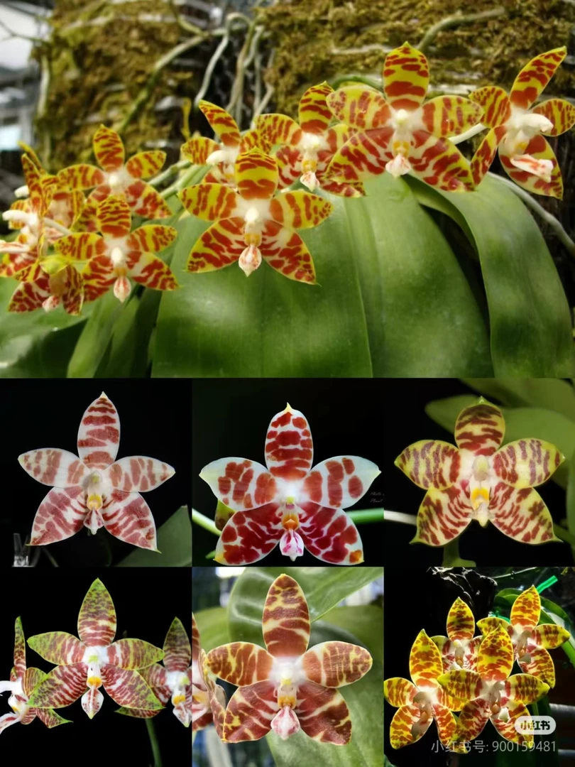 原生精品蝴蝶兰1.7寸杯盲盒