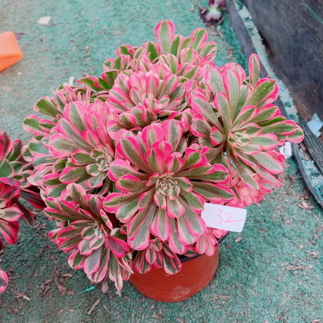 32粉体铜壶超白锦多肉植物