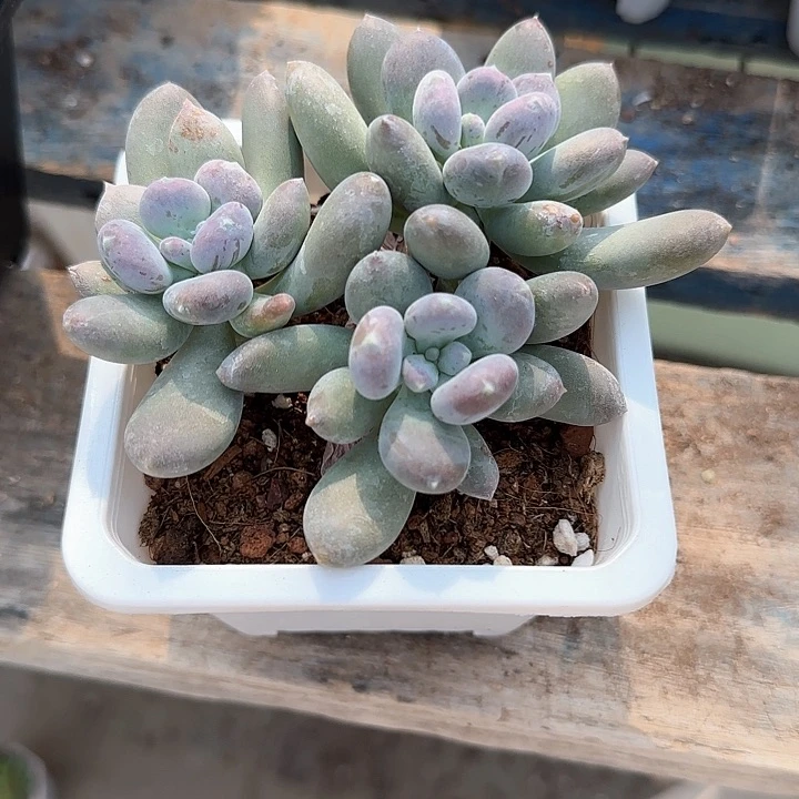 青蛙王子儿童牙膏。