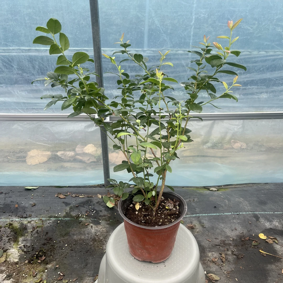 F6蓝莓苗组培苗大果丰产新手好养盆栽地栽南北方庭院阳台果树