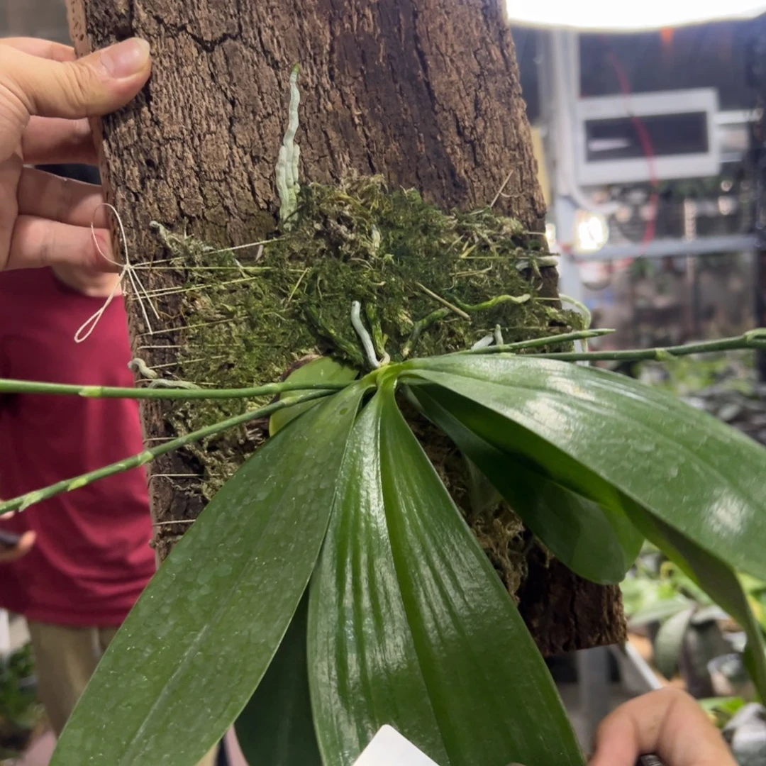 当前无花栽培后可以开花041