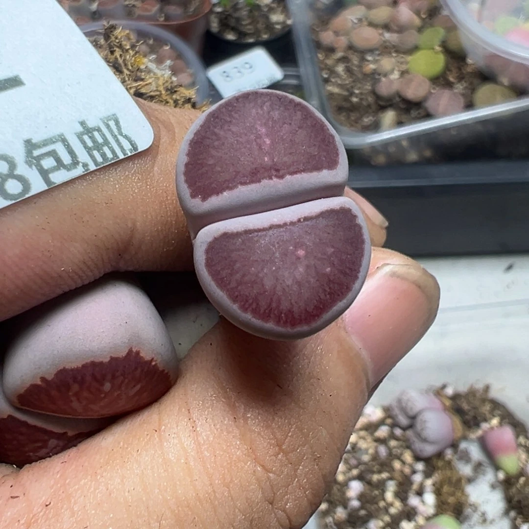 【闪购商品】步****） 842。