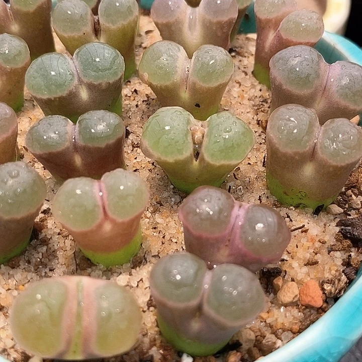 熊猫磁铁风铃一颗