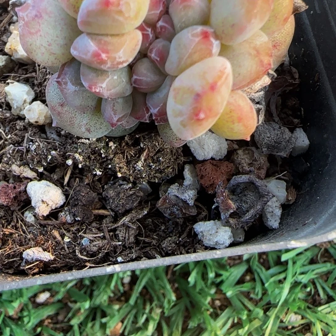 °***影233号一物一拍特价福利