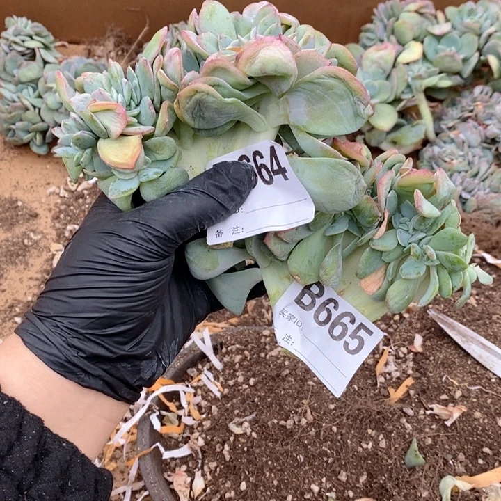 张***子664.665白凤缀呀呀呀呀瑕疵