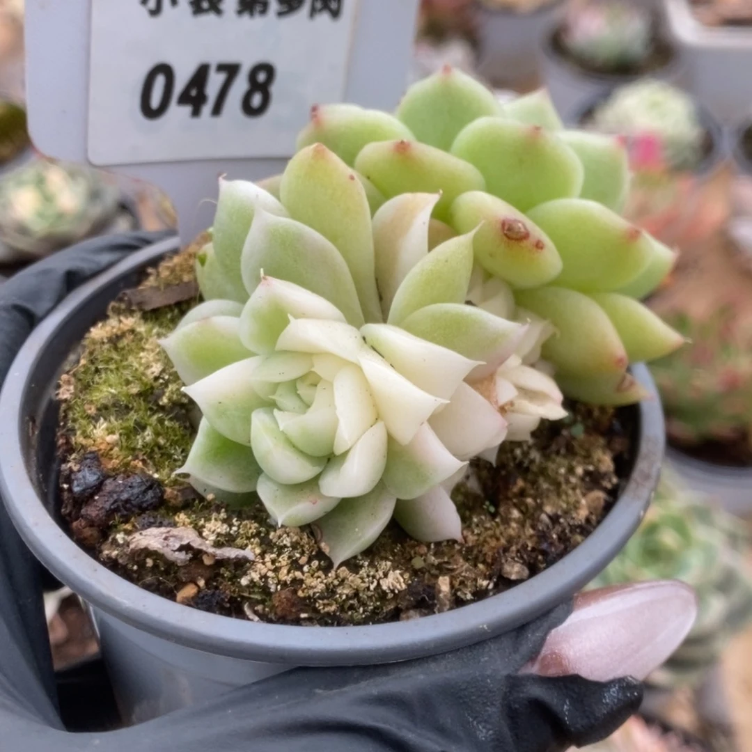 478白瓷麦杆锦锦锦锦
