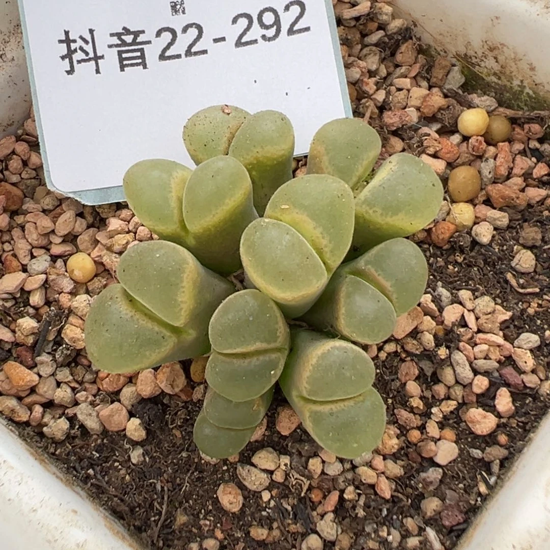 叶***宝22-292肉锥多肉植物